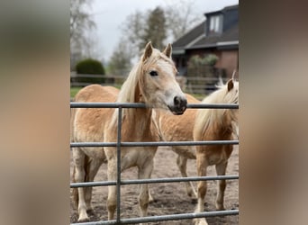 Haflinger / Avelignese, Giumenta, 2 Anni, 150 cm, Sauro