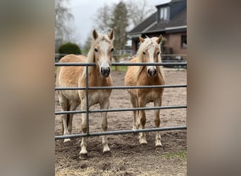 Haflinger / Avelignese, Giumenta, 2 Anni, 150 cm, Sauro