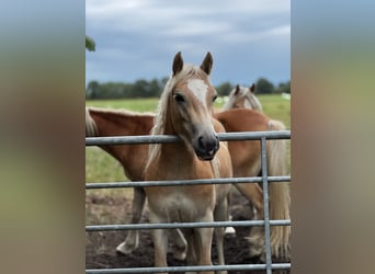 Haflinger / Avelignese, Giumenta, 2 Anni, 150 cm, Sauro