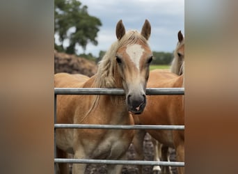 Haflinger / Avelignese, Giumenta, 2 Anni, 150 cm, Sauro