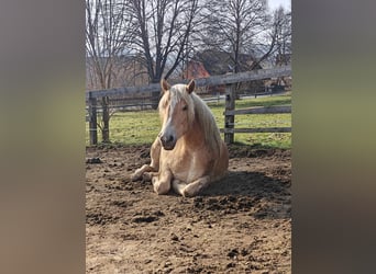 Haflinger / Avelignese, Giumenta, 2 Anni, 152 cm