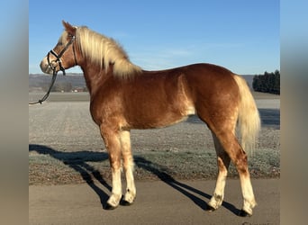 Haflinger / Avelignese, Giumenta, 2 Anni, 154 cm, Sauro