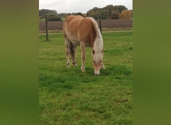 Haflinger / Avelignese, Giumenta, 2 Anni