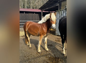 Haflinger / Avelignese, Giumenta, 3 Anni, 138 cm, Baio chiaro