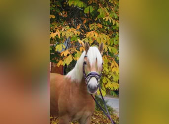 Haflinger / Avelignese, Giumenta, 3 Anni, 140 cm, Sauro ciliegia