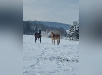 Haflinger / Avelignese, Giumenta, 3 Anni, 145 cm, Sauro