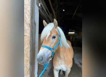 Haflinger / Avelignese, Giumenta, 3 Anni, 146 cm, Sauro
