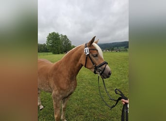 Haflinger / Avelignese, Giumenta, 3 Anni, 147 cm, Sauro