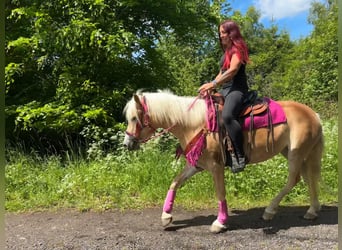 Haflinger / Avelignese, Giumenta, 3 Anni, 148 cm, Sauro