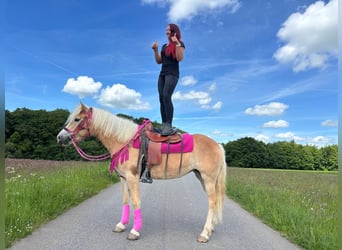 Haflinger / Avelignese, Giumenta, 3 Anni, 148 cm, Sauro