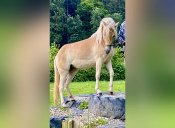 Haflinger / Avelignese, Giumenta, 3 Anni, 149 cm, Sauro scuro
