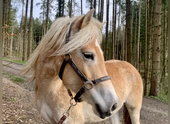 Haflinger / Avelignese, Giumenta, 3 Anni, 149 cm, Sauro scuro