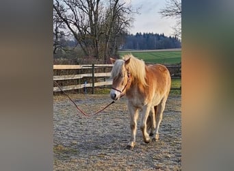 Haflinger / Avelignese, Giumenta, 3 Anni, 149 cm, Sauro scuro