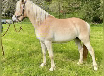 Haflinger / Avelignese, Giumenta, 3 Anni, 149 cm, Sauro scuro