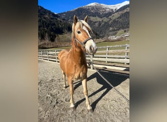 Haflinger / Avelignese, Giumenta, 3 Anni, 150 cm