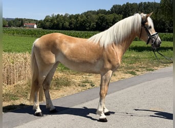 Haflinger / Avelignese, Giumenta, 3 Anni, 150 cm, Sauro