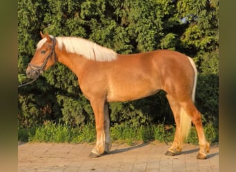 Haflinger / Avelignese Mix, Giumenta, 3 Anni, 150 cm, Sauro