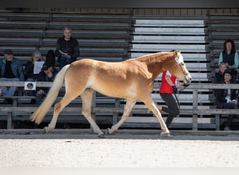 Haflinger / Avelignese, Giumenta, 3 Anni, 152 cm, Baio chiaro