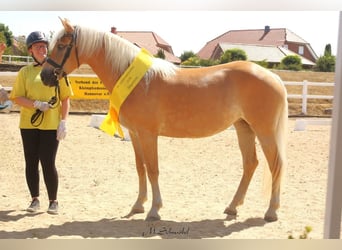 Haflinger / Avelignese, Giumenta, 3 Anni, 153 cm, Sauro