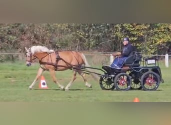 Haflinger / Avelignese, Giumenta, 3 Anni, 153 cm, Sauro