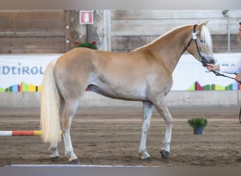 Haflinger / Avelignese, Giumenta, 3 Anni, 153 cm, Sauro