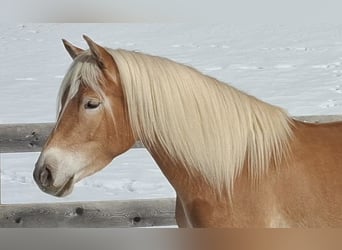 Haflinger / Avelignese, Giumenta, 3 Anni, 153 cm, Sauro