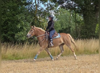 Haflinger / Avelignese, Giumenta, 3 Anni, 153 cm, Sauro