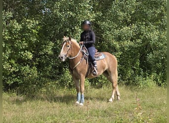 Haflinger / Avelignese, Giumenta, 3 Anni, 153 cm, Sauro