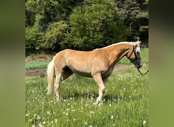 Haflinger / Avelignese, Giumenta, 3 Anni, 154 cm