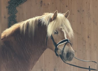 Haflinger / Avelignese, Giumenta, 3 Anni, 154 cm, Sauro