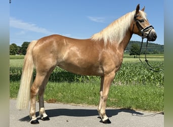 Haflinger / Avelignese, Giumenta, 3 Anni, 154 cm, Sauro