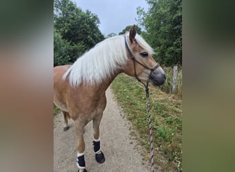 Haflinger / Avelignese, Giumenta, 3 Anni, 155 cm, Sauro