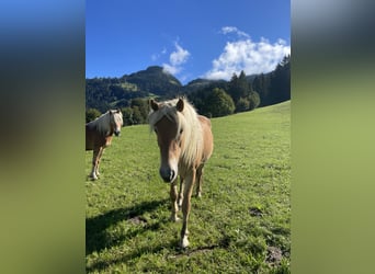 Haflinger / Avelignese, Giumenta, 3 Anni, Sauro