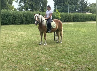 Haflinger / Avelignese, Giumenta, 4 Anni, 140 cm