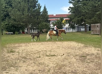 Haflinger / Avelignese, Giumenta, 4 Anni, 140 cm