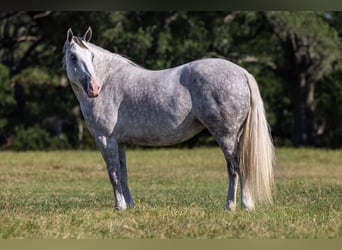 Haflinger / Avelignese Mix, Giumenta, 4 Anni, 142 cm, Grigio
