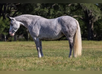 Haflinger / Avelignese Mix, Giumenta, 4 Anni, 142 cm, Grigio