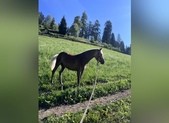 Haflinger / Avelignese, Giumenta, 4 Anni, 145 cm, Sauro scuro