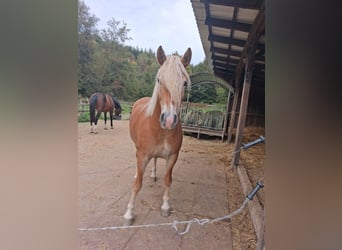 Haflinger / Avelignese, Giumenta, 4 Anni, 146 cm