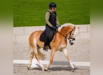 Haflinger / Avelignese, Giumenta, 4 Anni, 146 cm, Sauro