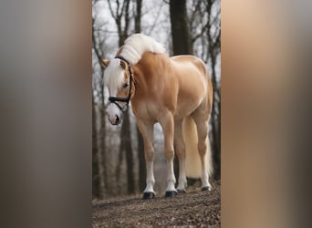 Haflinger / Avelignese, Giumenta, 4 Anni, 146 cm, Sauro
