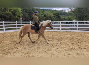 Haflinger / Avelignese, Giumenta, 4 Anni, 147 cm, Baio ciliegia