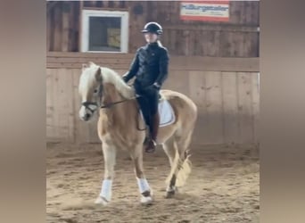 Haflinger / Avelignese, Giumenta, 4 Anni, 147 cm, Sauro