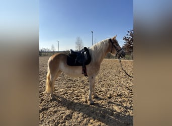 Haflinger / Avelignese, Giumenta, 4 Anni, 148 cm