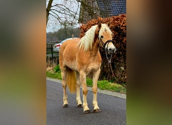Haflinger / Avelignese, Giumenta, 4 Anni, 148 cm, Palomino