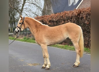 Haflinger / Avelignese, Giumenta, 4 Anni, 148 cm, Palomino