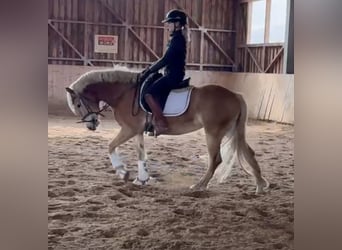 Haflinger / Avelignese, Giumenta, 4 Anni, 148 cm, Sauro