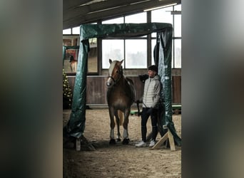 Haflinger / Avelignese, Giumenta, 4 Anni, 148 cm, Sauro