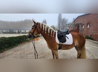 Haflinger / Avelignese, Giumenta, 4 Anni, 148 cm, Sauro