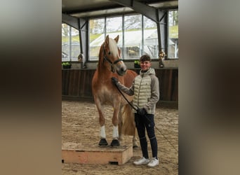 Haflinger / Avelignese, Giumenta, 4 Anni, 148 cm, Sauro